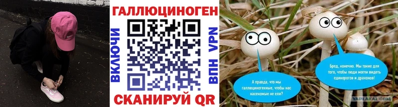 Купить где  Чернушка  Псилоцибиновые грибы Psilocybine cubensis 